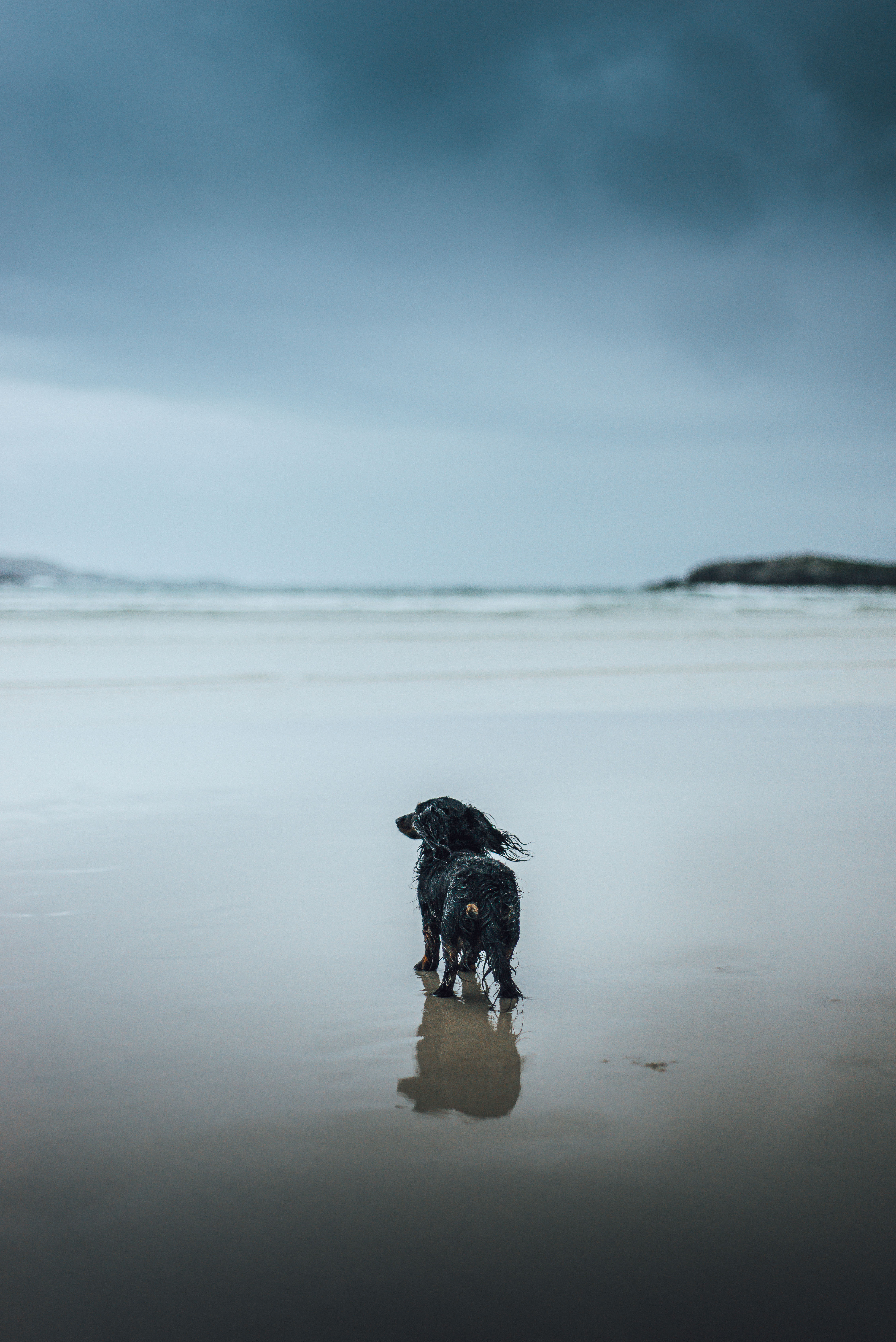 hetty dachshund uig sands lewis liquid grain