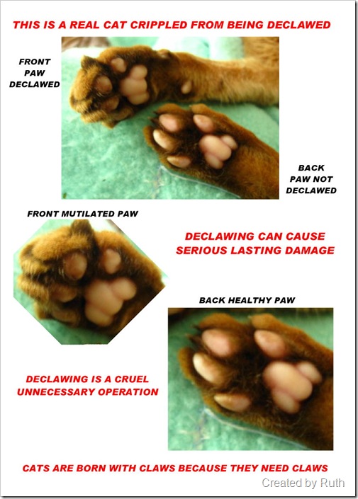 declawing poster showing damage to paw pads