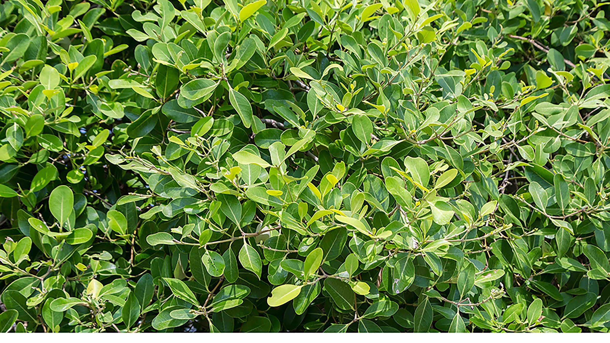 Mangrove Plants 2