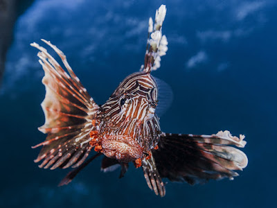 foto de peces en el mar 