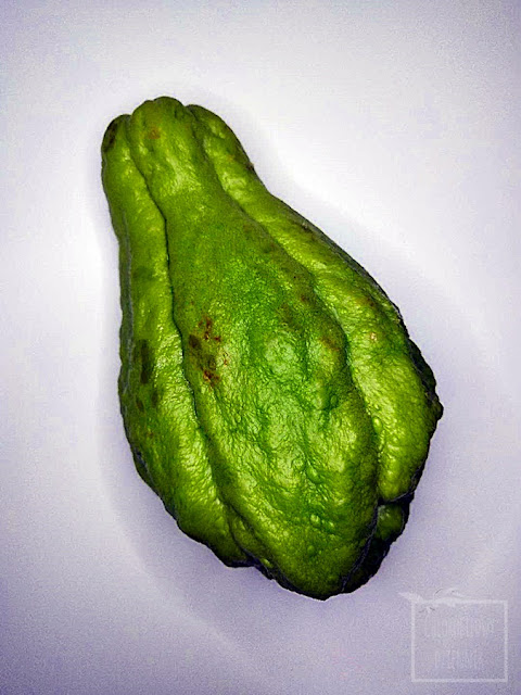 Kolczoch jadalny (Sechium edule), chayote. Dziwne, ciekawe warzywa, egzotyczne rośliny uprawne, ciekawostki botaniczne do uprawy w ogródku, na działce, w szklarni, mało znane pnącza, kolczaste warzywo, jak wysiać kolczocha, smak, opis, uprawa, pielęgnacja, rozmnażanie