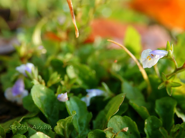 Mazus pumikus