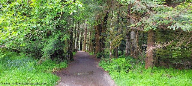 Nature Trail going up to Marymere Falls