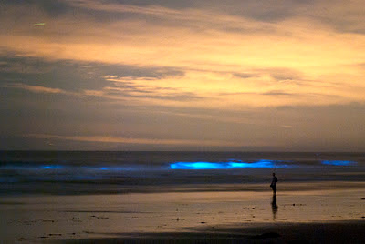 red tide, algae bloom, la jolla, san diego, california, plankton, lingulodinium, polyedrum, bioluminescence, blue waves, neon waves, glow