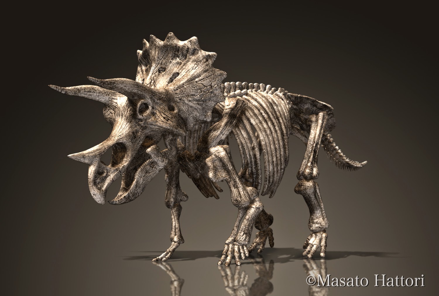 Marchan Blog トリケラトプスの骨格図 Triceratops