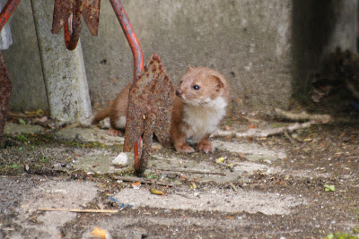 Wezel - Wezeling - Mustela nivalis