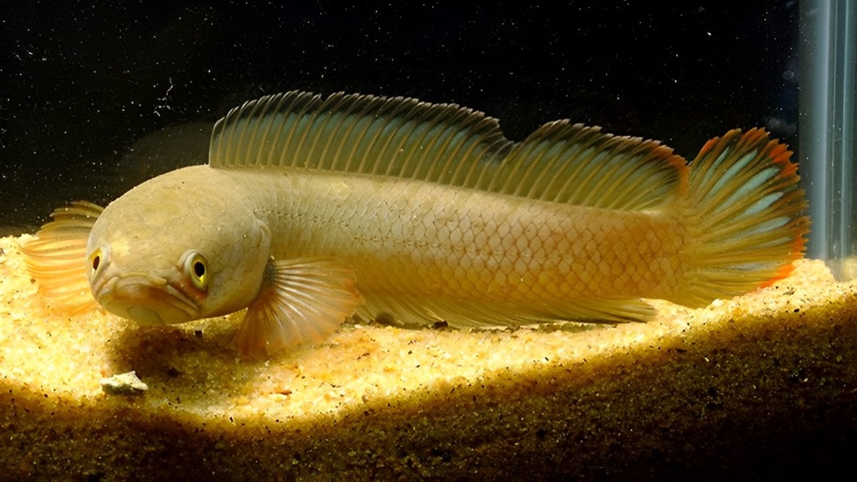 Karakteristik Ikan Channa Gachua