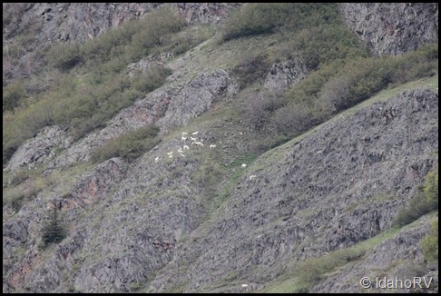 Dall-Sheep-2