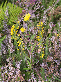 Hawkweed, Hieracium aggregate.  Stem not hairy.  Among Dwarf Gorse (Ulex minor) and Ling (Calluna vulgaris).   OFC trip to the Ashdown Forest on 6 September 2012.