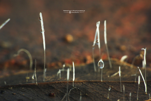 white long fungi macro