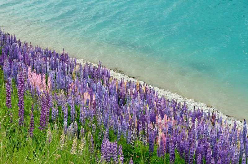 lupin fields, new zealand flower fields, lake tekapo lupins, lupins lake tekapo, lupin lake tekapo, lupin flower new zealand, lupine fields new zealand, lake tekapo flowers, lupin flowers new zealand, lupins in new zealand, wild lupins new zealand, lake tekapo new zealand flowers, new zealand flower, flower in new zealand, field of lupines, the lupins,