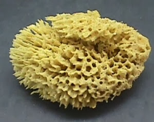 Penjelasan Mengenai Hewan Berpori  Porifera simpleNEWS05