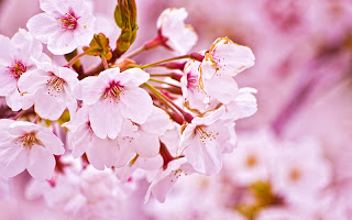 Cherry_Blossom_Wallpaper