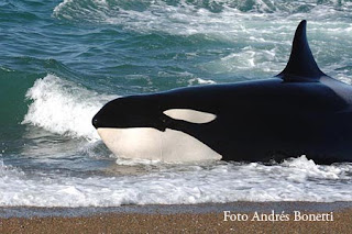 Temporada de Orcas (killer whales) en Punta Norte Patagonia Argentina