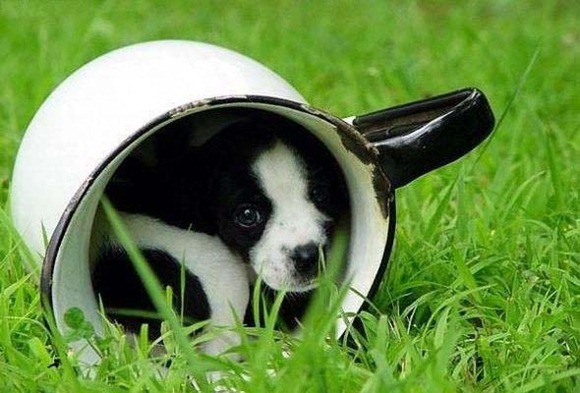 Animals-Playing-Hide-08