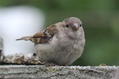 Young house sparrow