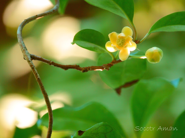 Kadsura japonica