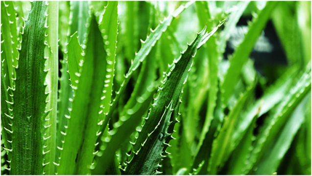 Health Benefits of Aloe Vera