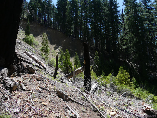 trees along a chunk of erosion