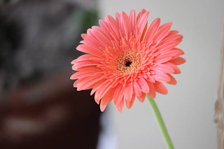 mauve gerbera