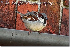 IMG_2399