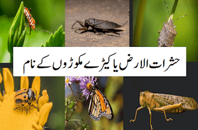 Insects name in urdu and english حشرات الأرض کیڑے مکوڑے کے نام