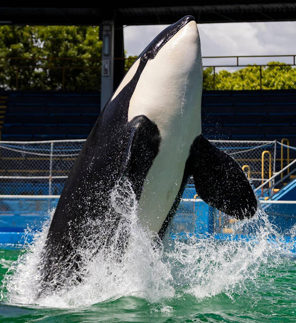 orca whale amusement park