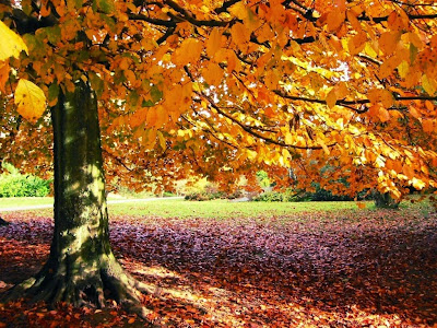 arbol-perdiendo-las-hojas-en-periodo-otoñal