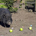 World Cup: Magical pig predicts Nigeria will get to semi-finals