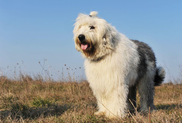 An Old English Sheepdog standing majestically with a fluffy white and gray coat - "Old English Sheepdog, a charming and fluffy breed known for its distinctive coat and lovable personality."