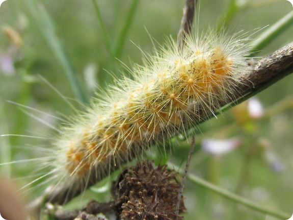 Salt Marsh Caterpillar - Yellow (2)