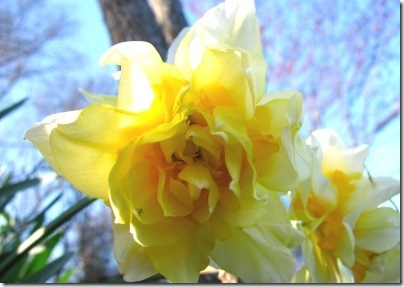 yellow daffodil