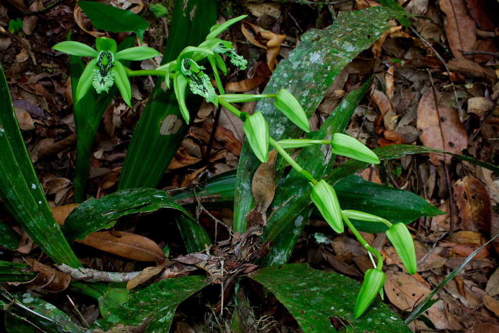 Alam Mengembang Jadi Guru Anggrek Hitam  Coelogyne pandurata 