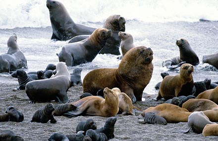 Sea Lion