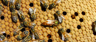 ΗΠΕΙΡΟΣ: Σεμινάριο Μελισσοκομίας στην Κόνιτσα