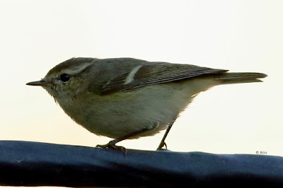 Hume's Warbler