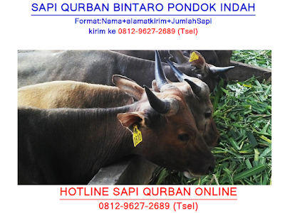 ANTAR GRATIS, 0812-9627-2689, Jual Sapi Qurban di Pondok Gede, Jual Sapi Qurban di Tebet, Jual Sapi Qurban di Jatinegara, Jual Sapi Qurban di Kabayoran Baru, Jual Sapi Qurban di Pesanggrahan, Jual Sapi Qurban di Menteng, Jual Sapi Qurban di Setiabudi, Jual Sapi Qurban di Bintaro, Jual Sapi Qurban di Pondok Indah