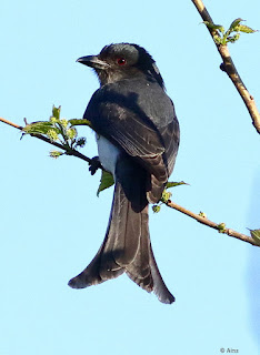 "White-bellied Drongo (Dicrurus caerulescens) perched on a tree branch, featuring glossy black plumage and striking white underbelly. The bird has a distinctive forked tail and a slender, curved bill. The background showcases lush green foliage, indicating a wooded habitat."Has a glossy black plumage and a striking white underbelly."