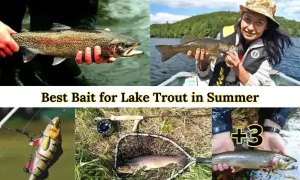 Best Bait for Lake Trout in Summer