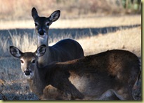 Lago Vista - dec 9 2010 - Deers overall 1