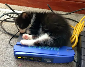 Funny cats - part 84 (40 pics + 10 gifs), kitten sleeping on warm modem