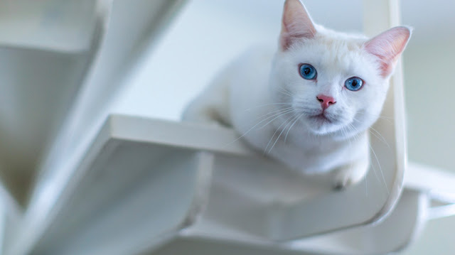 Turkish Angora