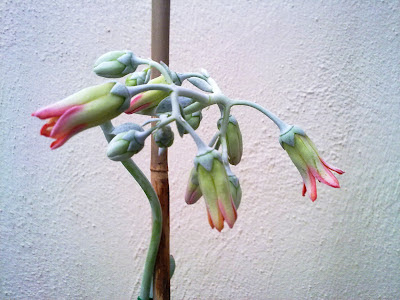 kalanchoe flowers