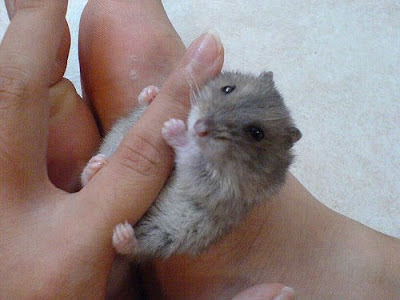 Photos of Tiny Animals In People's Hand