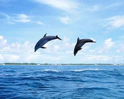 الدولفن فى البحر، صور اسماك البحر قفزة الدولفن العالية
