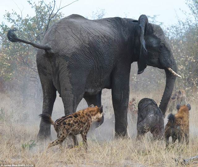 the most dangerous place in the world is between a mother and her child, baby elephant, mother elephant save calf from hyenas