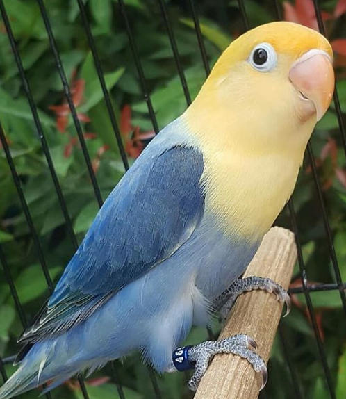 Cara Mencetak Lovebird parblue dengan split