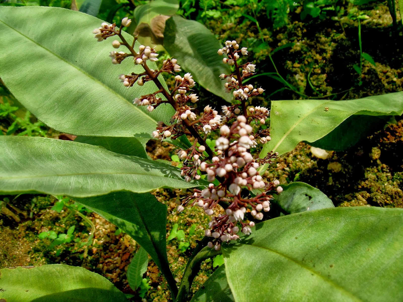 Tumbuhan Ubatan Popular Malaysia