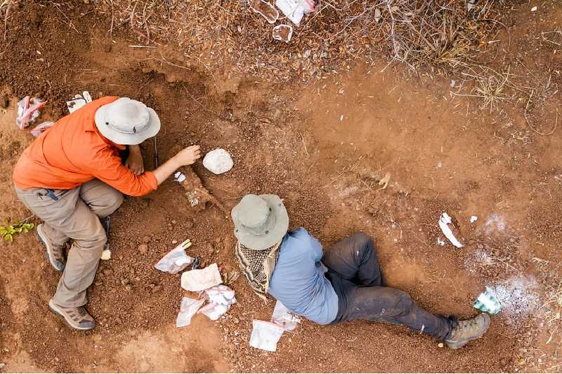 Desentierran el fósil más antiguo de dinosaurio de África el Mbiresaurus raathi