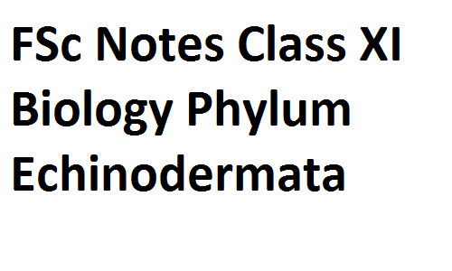 FSc Notes Class XI Biology Phylum Echinodermata fscnotes0